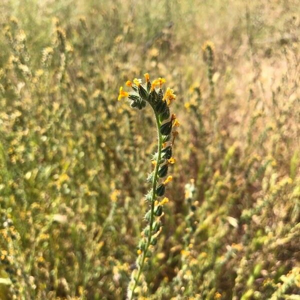 Amsinckia menziesii Flors