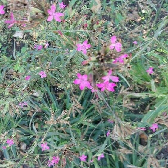 Dianthus armeria ফুল