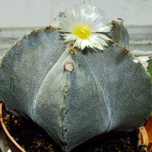 Astrophytum myriostigma Staniste