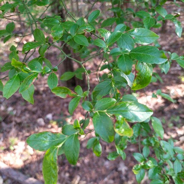 Vaccinium fuscatum Leaf