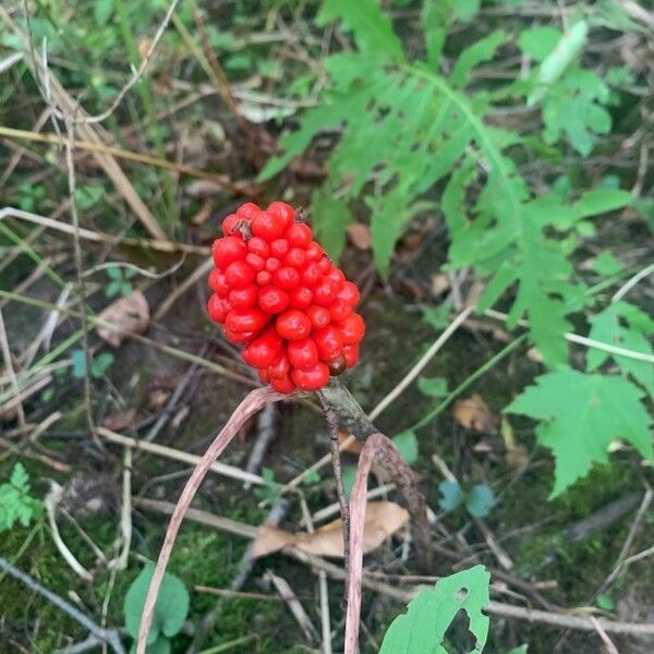 Arisaema triphyllum Plod