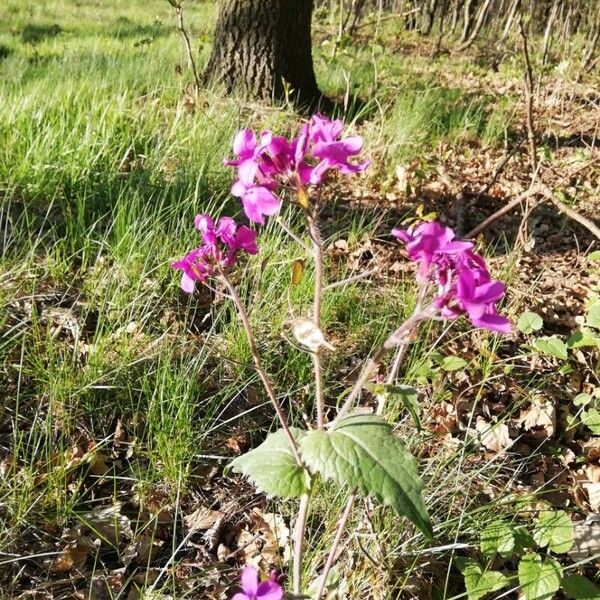 Lunaria annua Flor