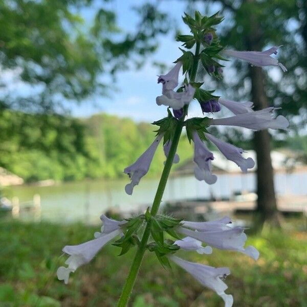 Salvia lyrata ফুল