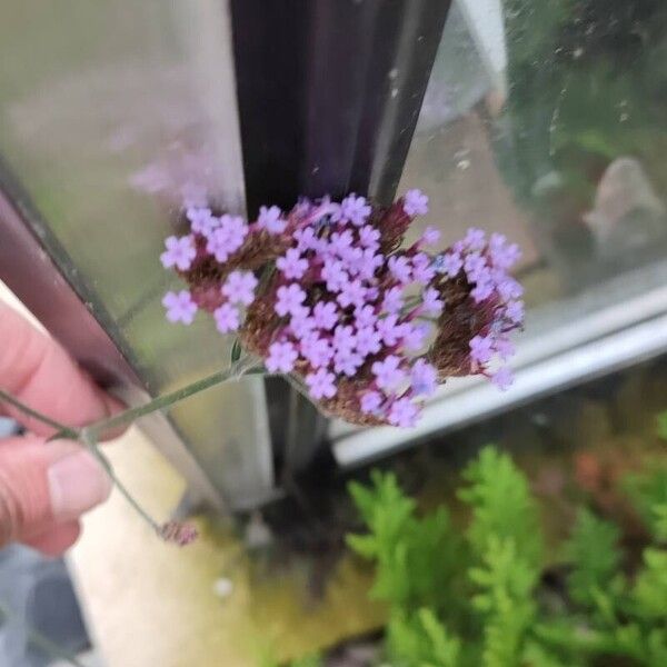 Verbena brasiliensis ফুল