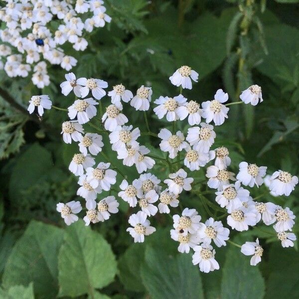 Achillea macrophylla Flors