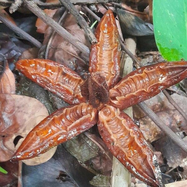 Cedrela odorata Fruit