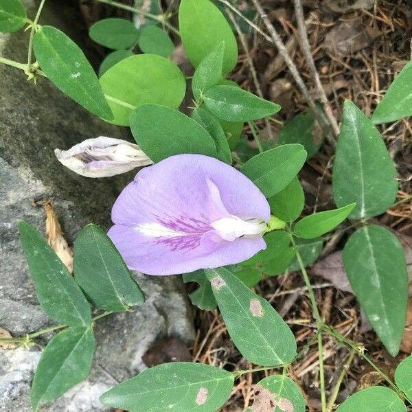 Clitoria mariana Çiçek