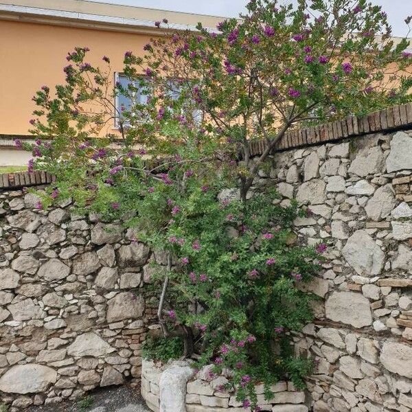 Polygala myrtifolia Habitat