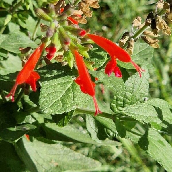 Salvia coccinea Habit