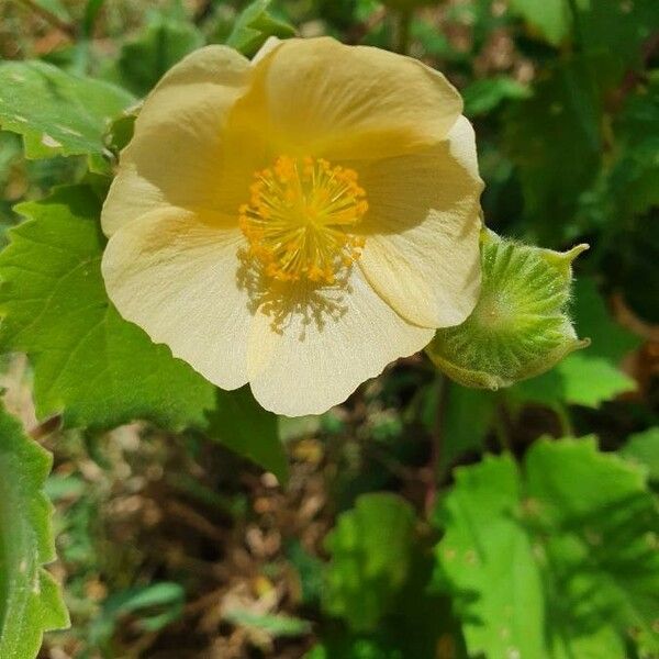 Abutilon grandiflorum Blomst