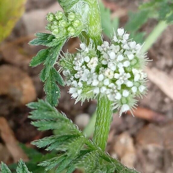 Torilis nodosa Flower