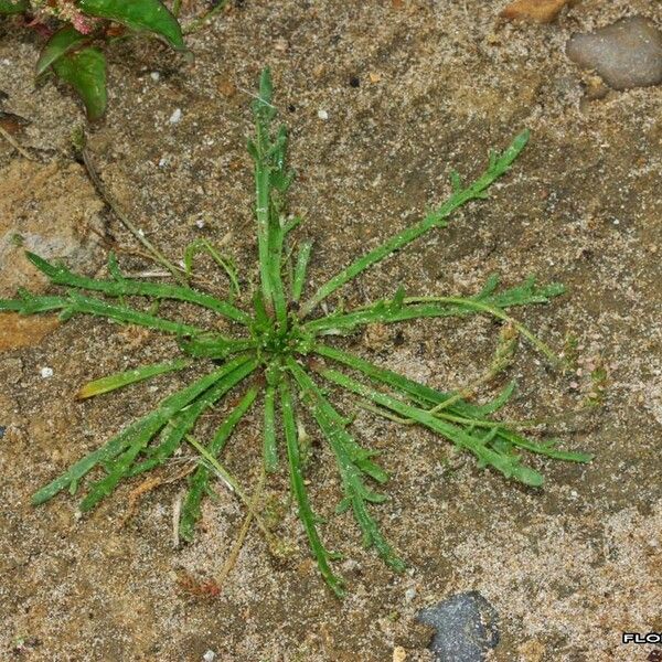 Plantago weldenii Habit