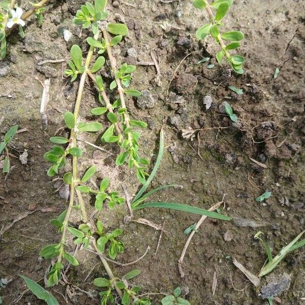 Bacopa monnieri Ліст