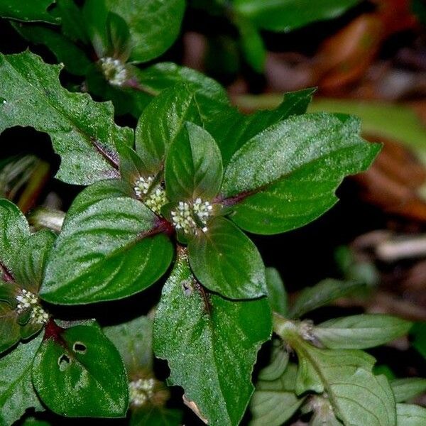 Spermacoce prostrata Leaf