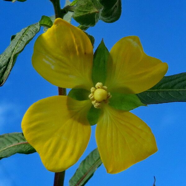 Ludwigia octovalvis Blüte