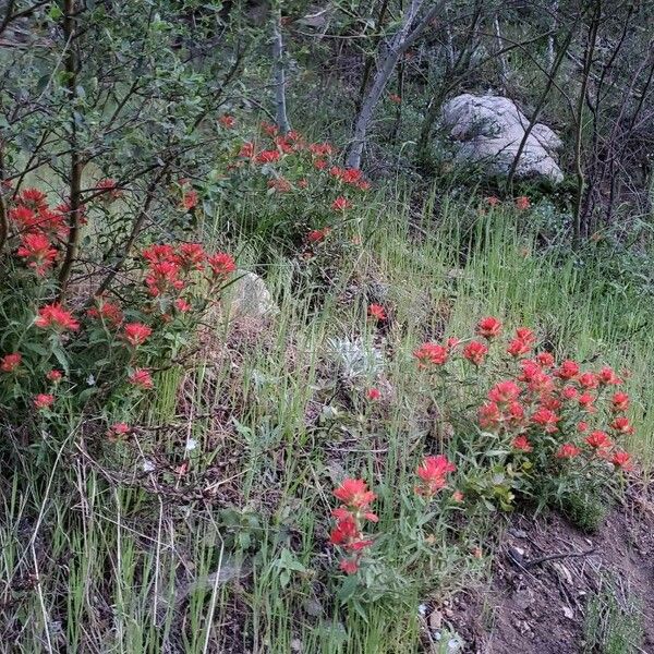 Castilleja applegatei Flower