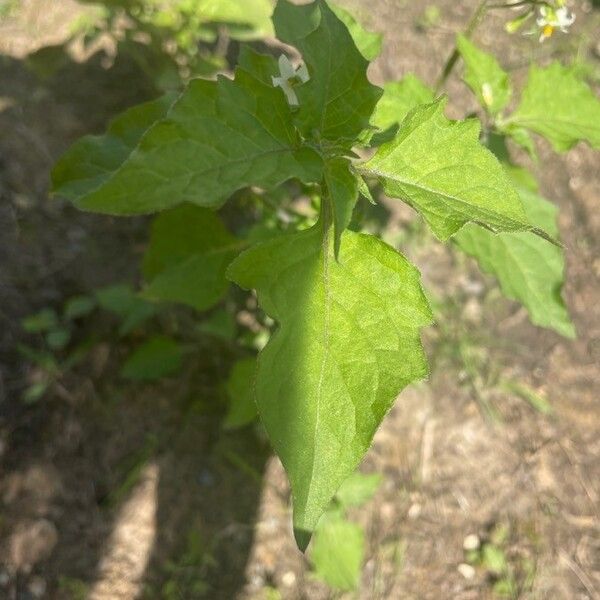 Solanum physalifolium Yaprak