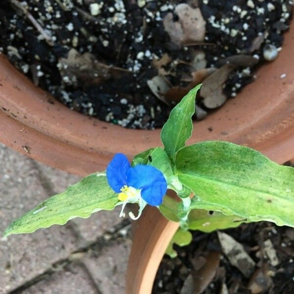 Commelina erecta Φύλλο