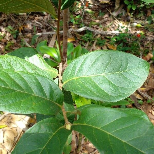 Psidium guineense Leaf