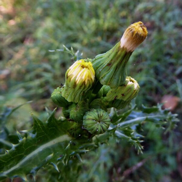 Sonchus asper Λουλούδι