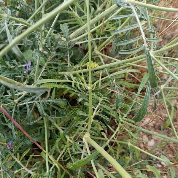 Knautia integrifolia Fuelha