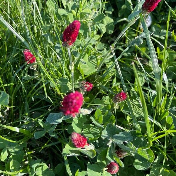 Trifolium incarnatum Λουλούδι