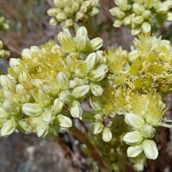 Sedum sediforme 花