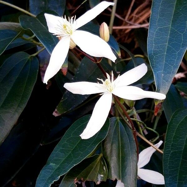 Clematis glycinoides Çiçek