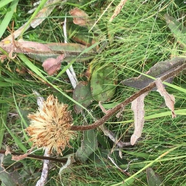 Arnica montana Flower