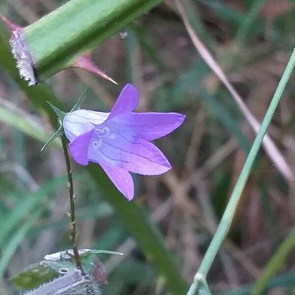 Campanula rapunculus Flower