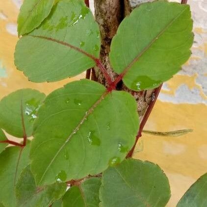 Fuchsia magellanica Leaf