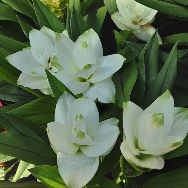 Curcuma alismatifolia Blüte