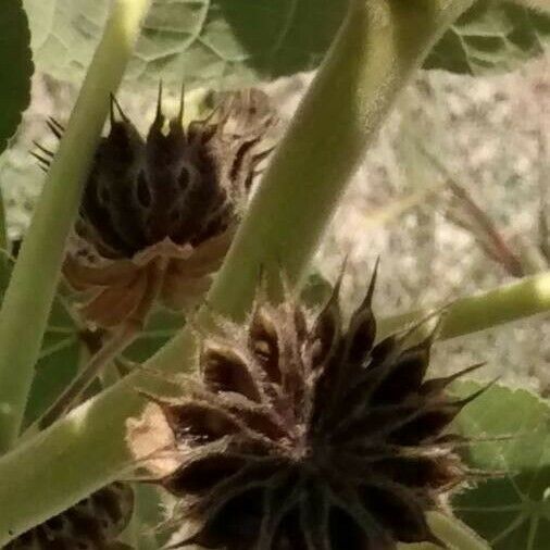 Abutilon theophrasti Плод