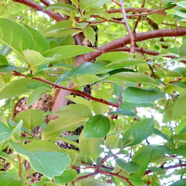 Diospyros kaki Frunză