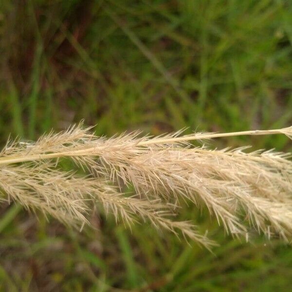 Achnatherum calamagrostis Flower