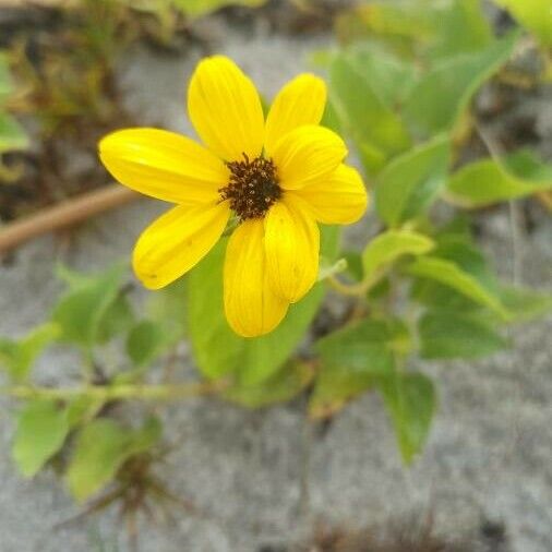 Helianthus debilis Květ