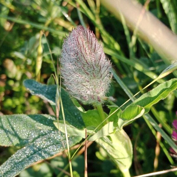 Trifolium rubens Кветка