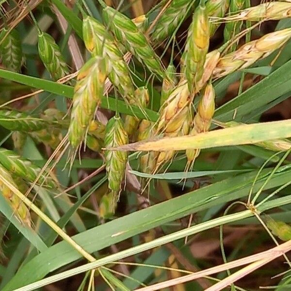 Bromus secalinus Virág