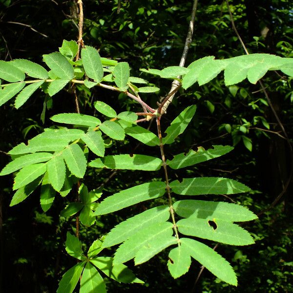 Sorbus aucuparia Deilen