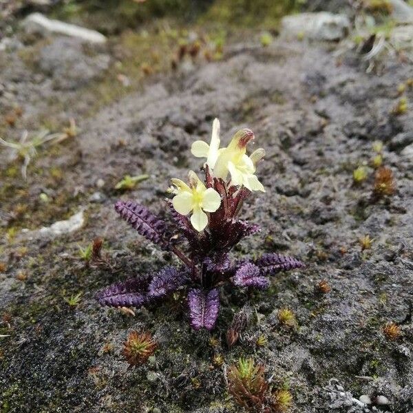 Pedicularis oederi Floro