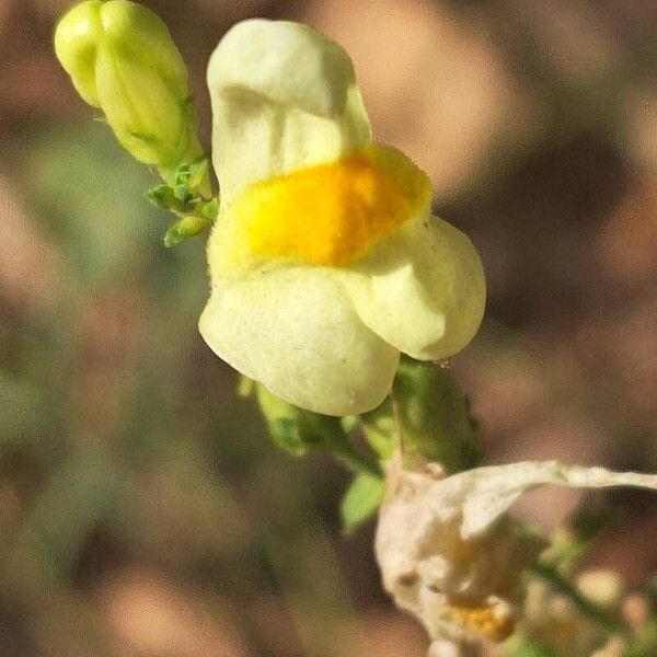 Linaria vulgaris Квітка