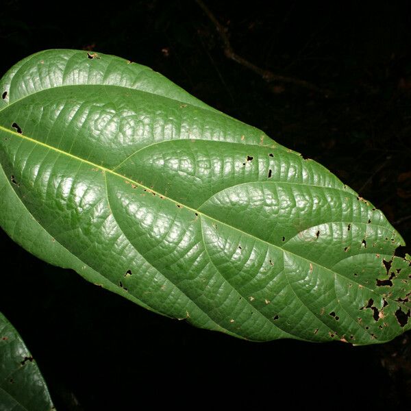 Theobroma velutinum Leaf