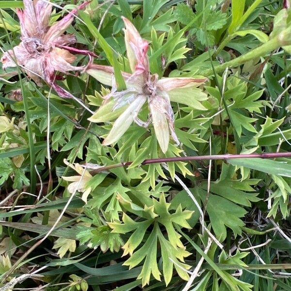 Castilleja parviflora 葉