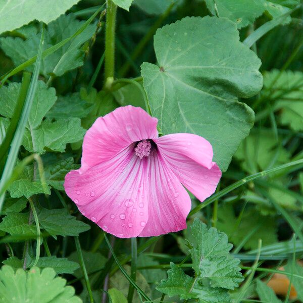 Lavatera trimestris Λουλούδι