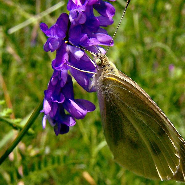 Vicia cracca Květ