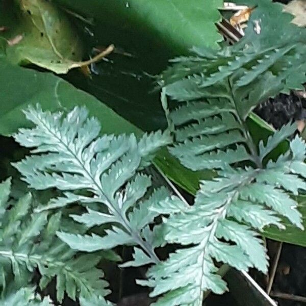 Athyrium niponicum 叶
