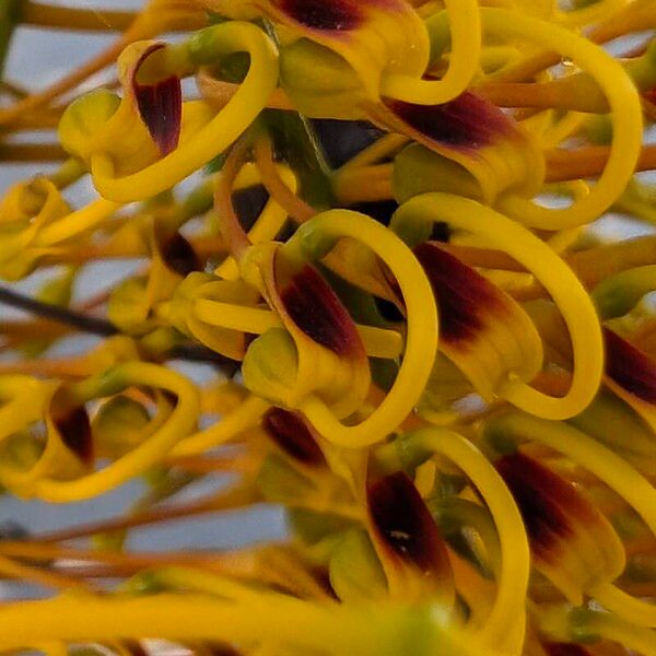 Grevillea robusta Kukka