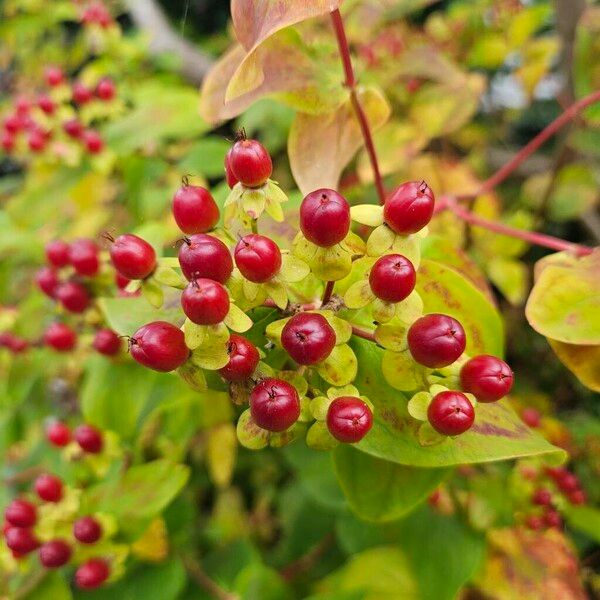 Hypericum androsaemum Plod