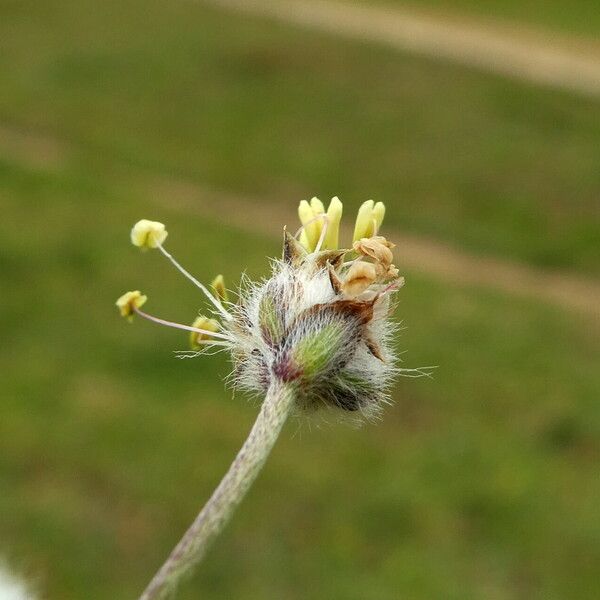 Plantago lagopus Fiore