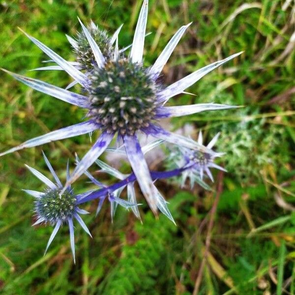 Eryngium bourgatii Flower